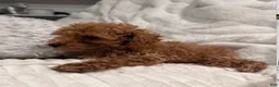 Toy Poodle dogs for sale: Tiny Ziggy- AKC POTTY & CRATE  TRAINED GENETICALLY HEALTH TESTED PARENTS - Ad 6