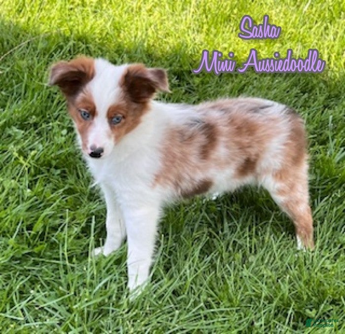 Mini Aussiedoodle dogs Sasha - Ad 1
