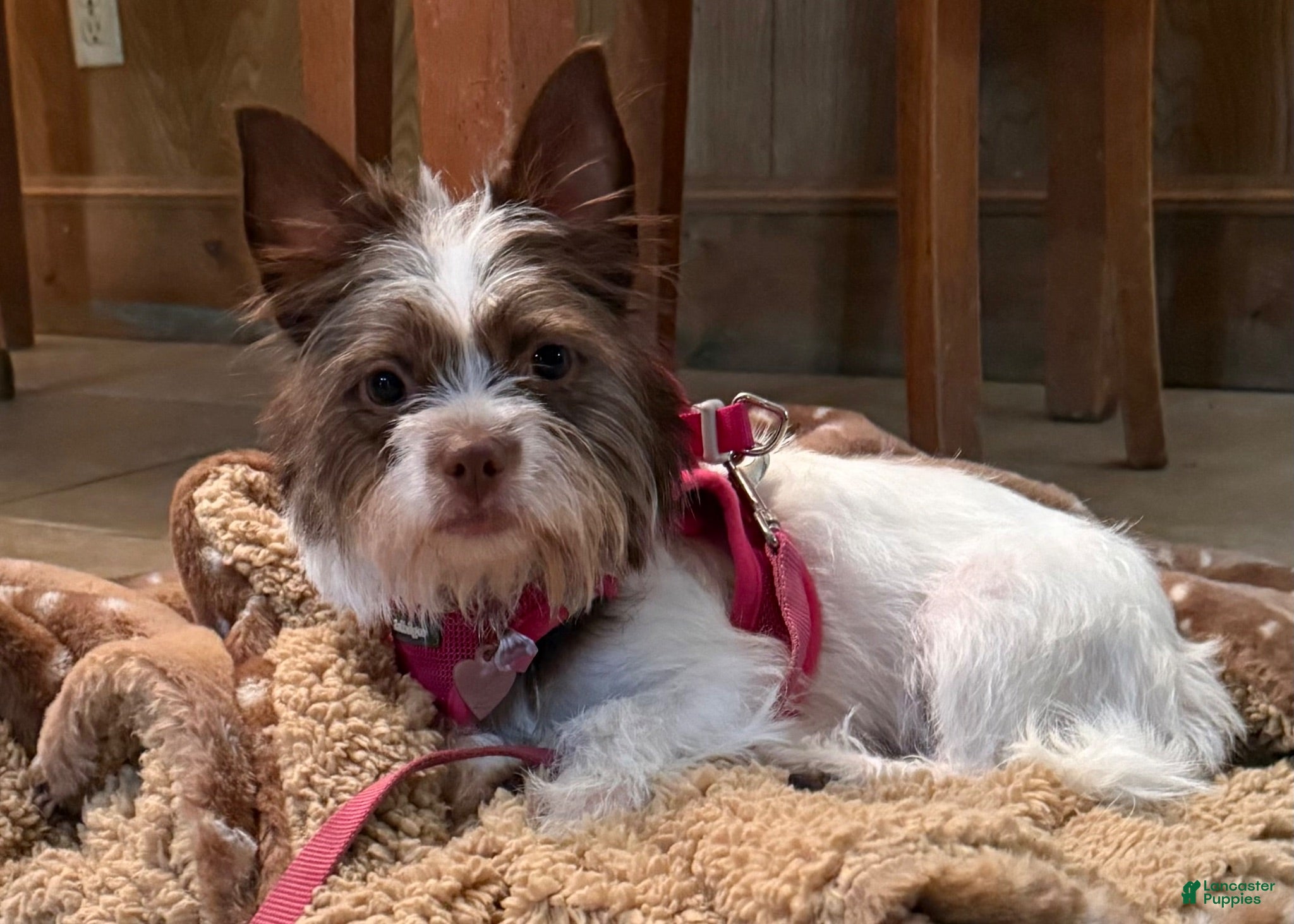 Mixed Breed dogs Stella - Ad 1