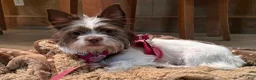 Mixed Breed dogs for sale: Stella - Ad 1