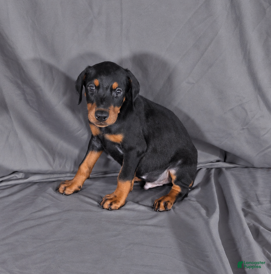 Doberman Pinscher dogs for sale: Oberyn - Ad 24