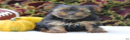Yorkshire Terrier dogs for sale: Cooper - Ad 6