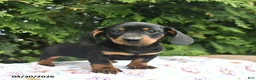 Miniature Dachshund dogs for sale: Ludwig  - Ad 3