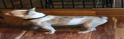 French Bulldog dogs for sale: French Bulldog Puppy 1 - Ad 5