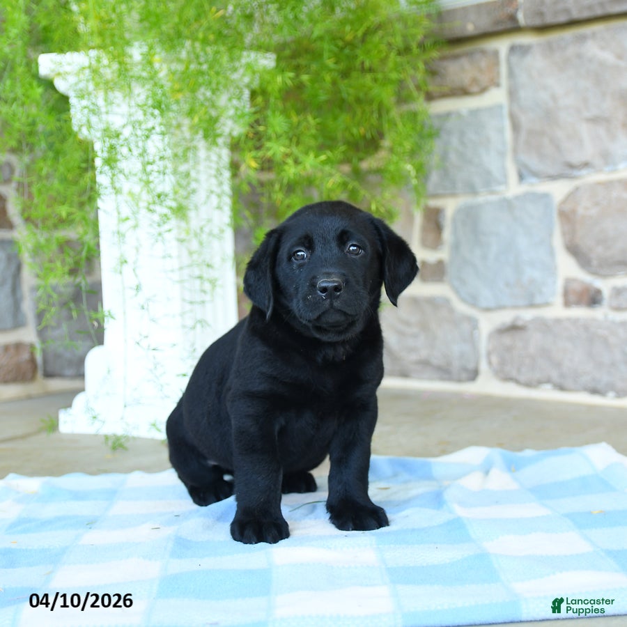Labrador Retriever dogs Kiwi - Ad 2