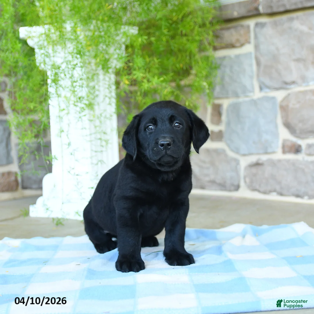 Labrador Retriever dogs for sale: Kiwi - Ad 2