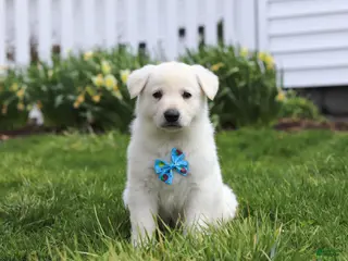 German Shepherd dogs for sale: Bodhi - Ad 1