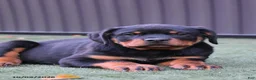 Rottweiler dogs for sale: Zoomy - Ad 3