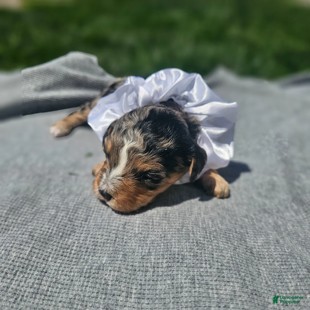 Cavapoo dogs for sale: Indie - Ad 2