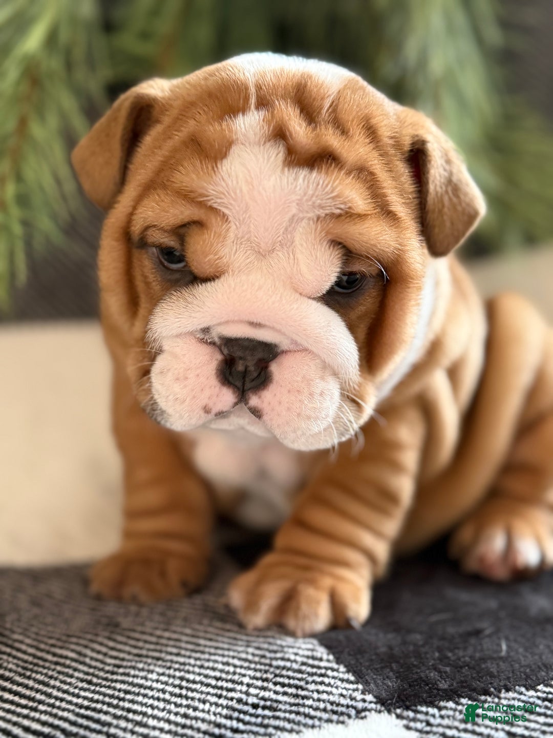 English Bulldog dogs for sale: Crosby  - Ad 4
