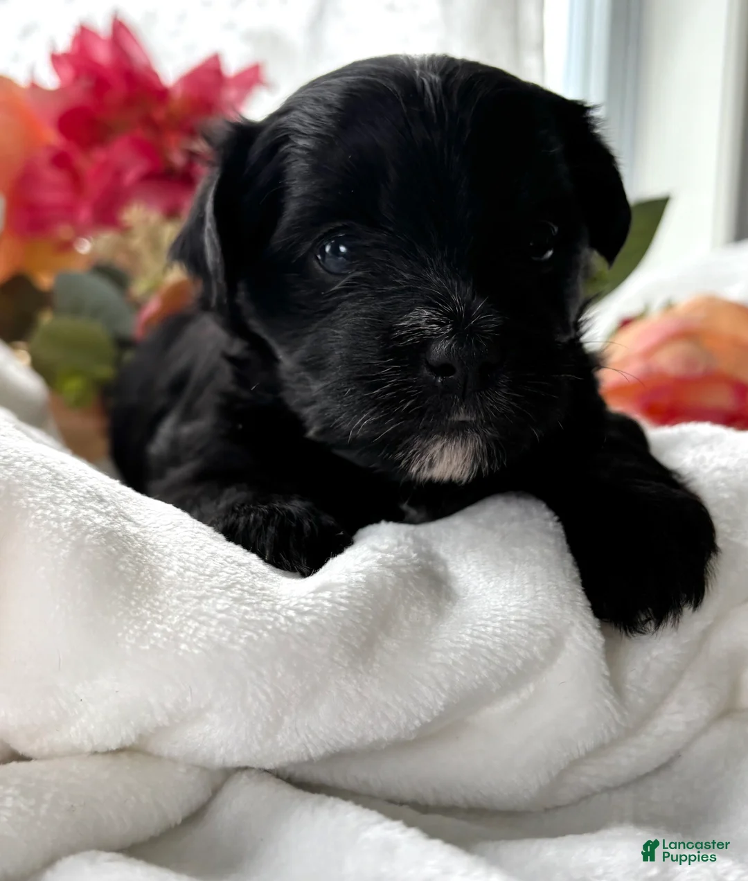 Morkie dogs for sale: Daisy - Ad 2