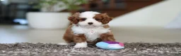 Cavapoo dogs for sale: Angel - Ad 12