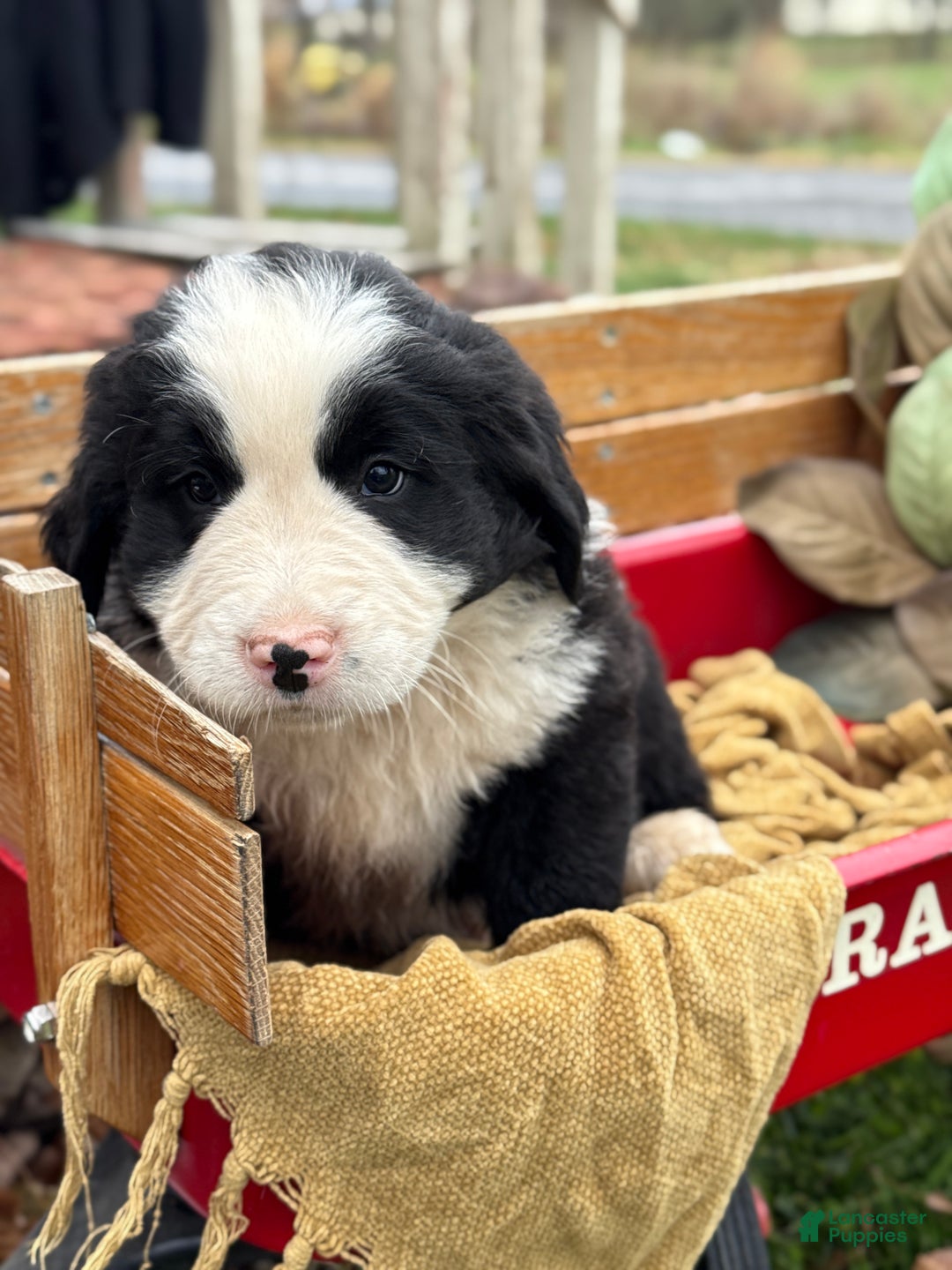 Mixed Breed dogs for sale: Waffle - Ad 4