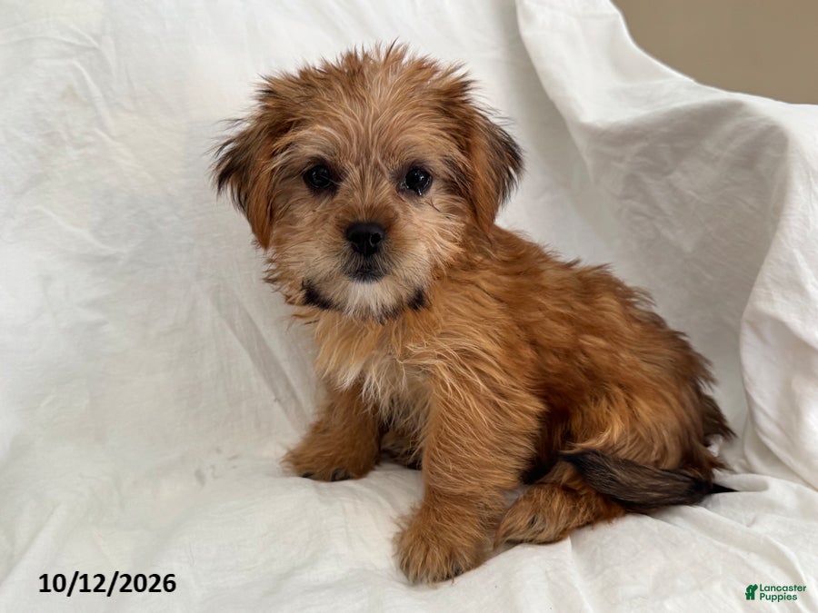 Shorkie dogs Liz - Ad 1