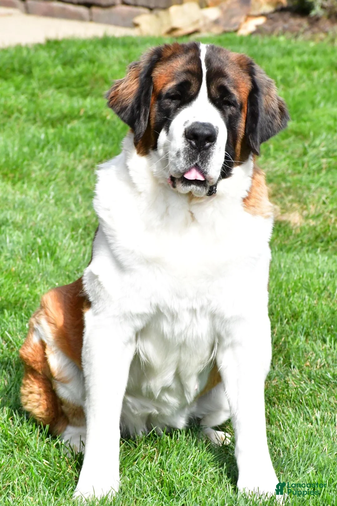 Saint Bernard dogs for sale: dakota - Ad 8