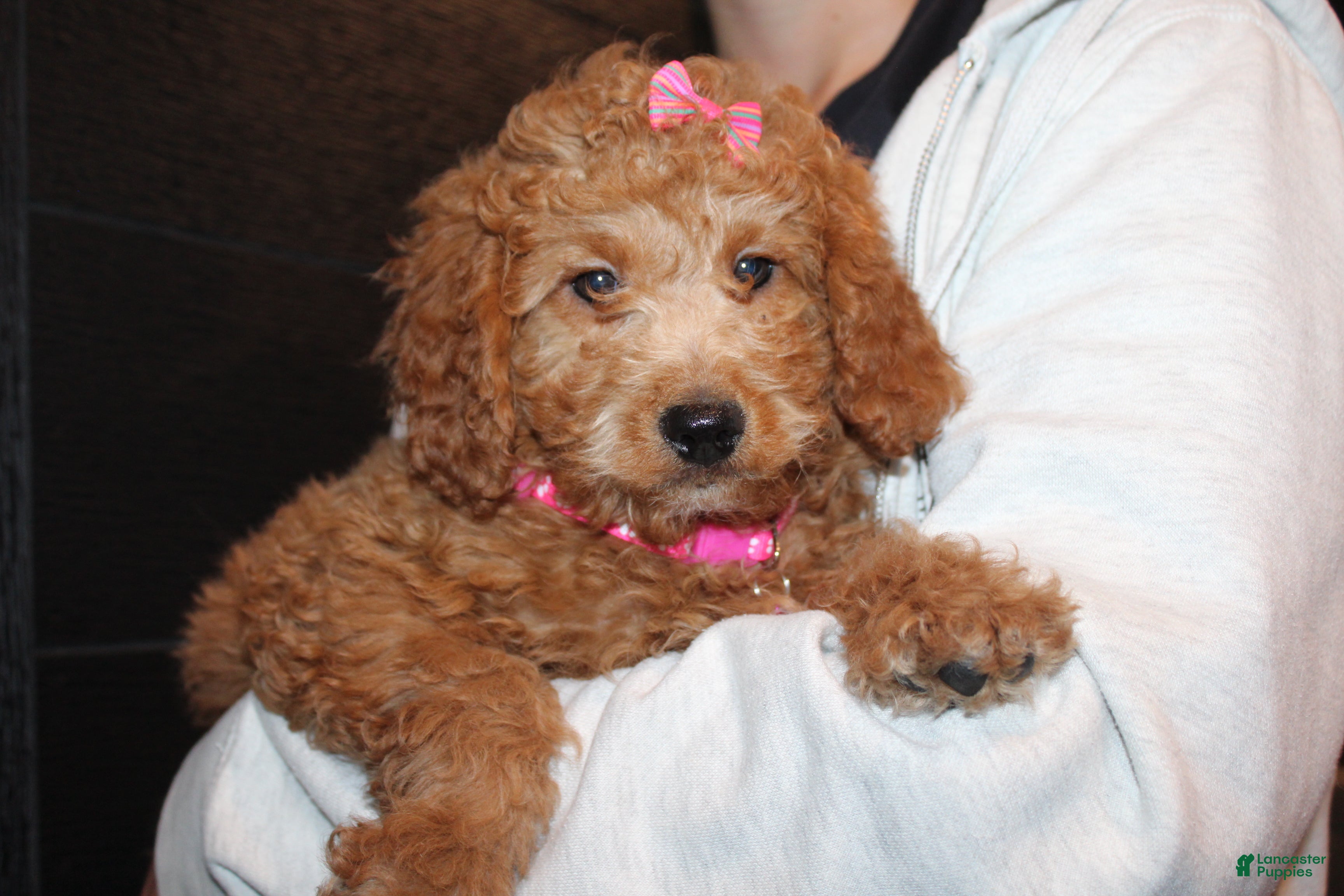 Mini Goldendoodle dogs for sale: Willow-Mini - Ad 3