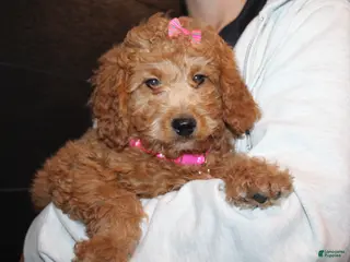 Mini Goldendoodle dogs for sale: Willow-Mini - Ad 3