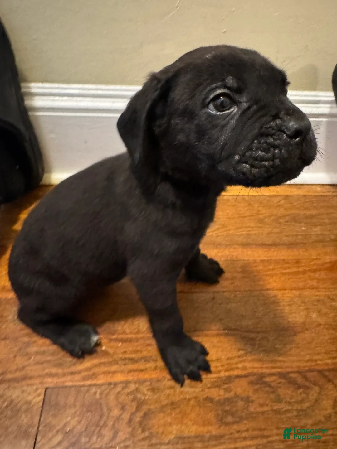 Cane Corso dogs for sale: Cane Corso Puppy 1 - Ad 2