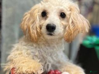 Toy Poodle dogs Leon - Ad 18