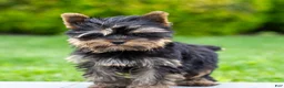 Yorkshire Terrier dogs for sale: Willy Yorkshire Terrier Puppy  - Ad 16
