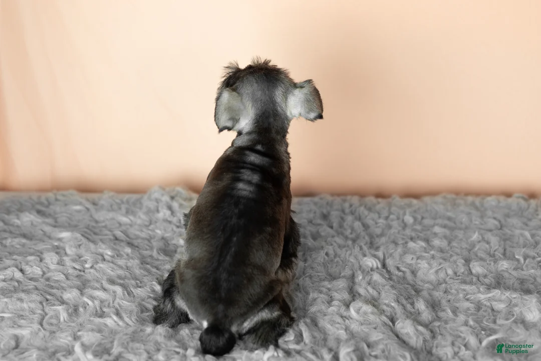 Miniature Schnauzer dogs for sale: Sam  - Ad 4