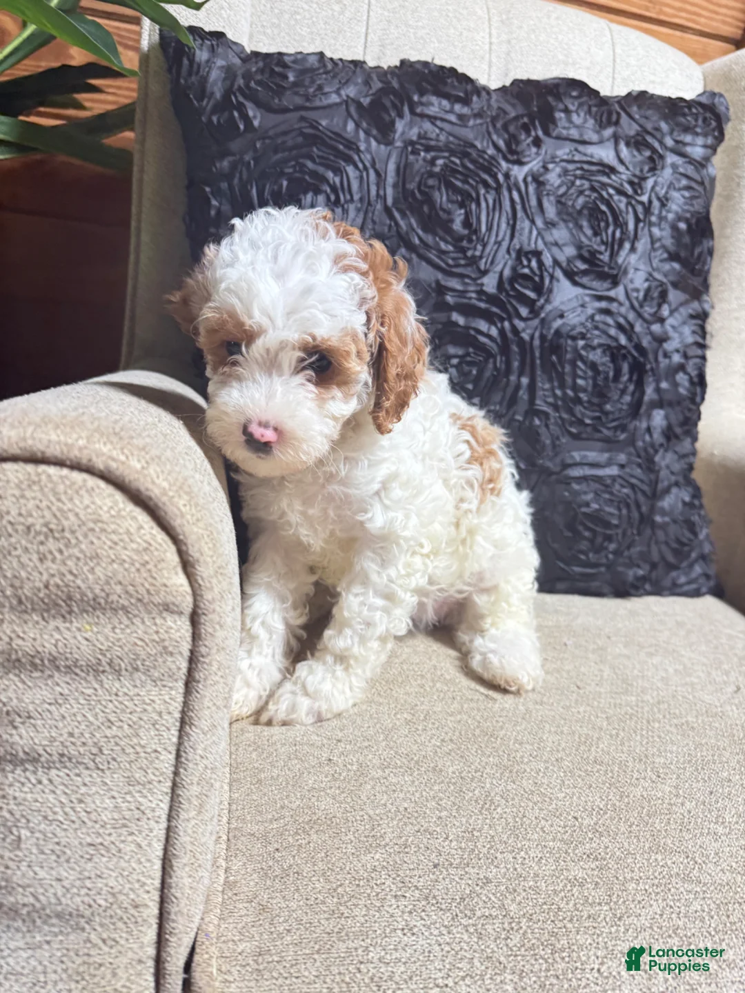 Cavapoo dogs for sale: Halo - Ad 1