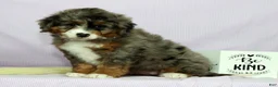 Mini Bernedoodle dogs for sale: Lexie - Ad 4