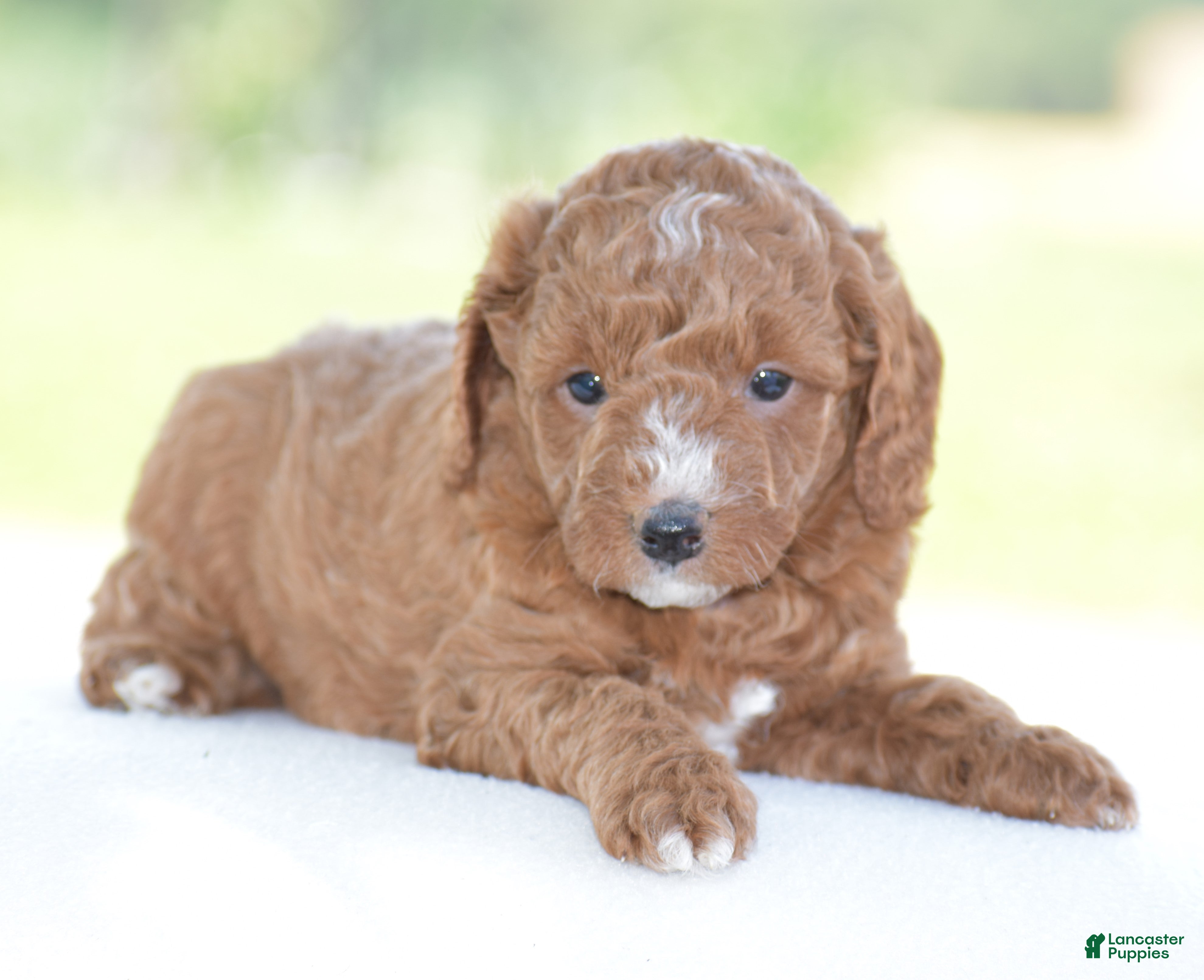 Miniature Poodle dogs Ridge - Ad 1