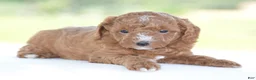 Miniature Poodle dogs for sale: Ridge - Ad 6