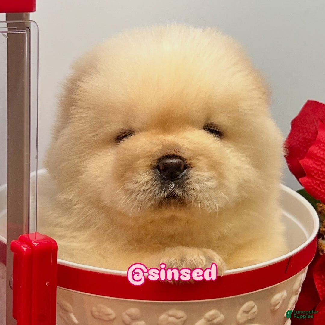 Chow Chow dogs for sale: Noel - Ad 10