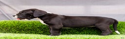 Great Dane dogs for sale: Kathy - Ad 8