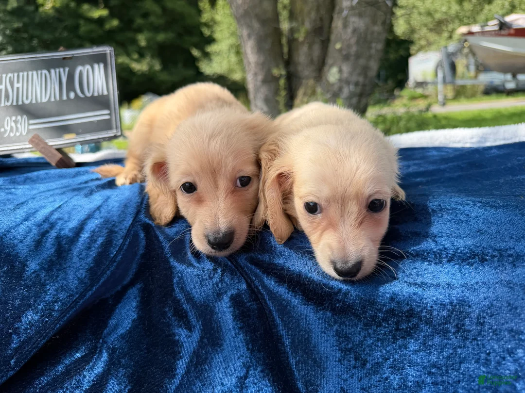 Miniature Dachshund dogs for sale: Cream boy - Ad 2