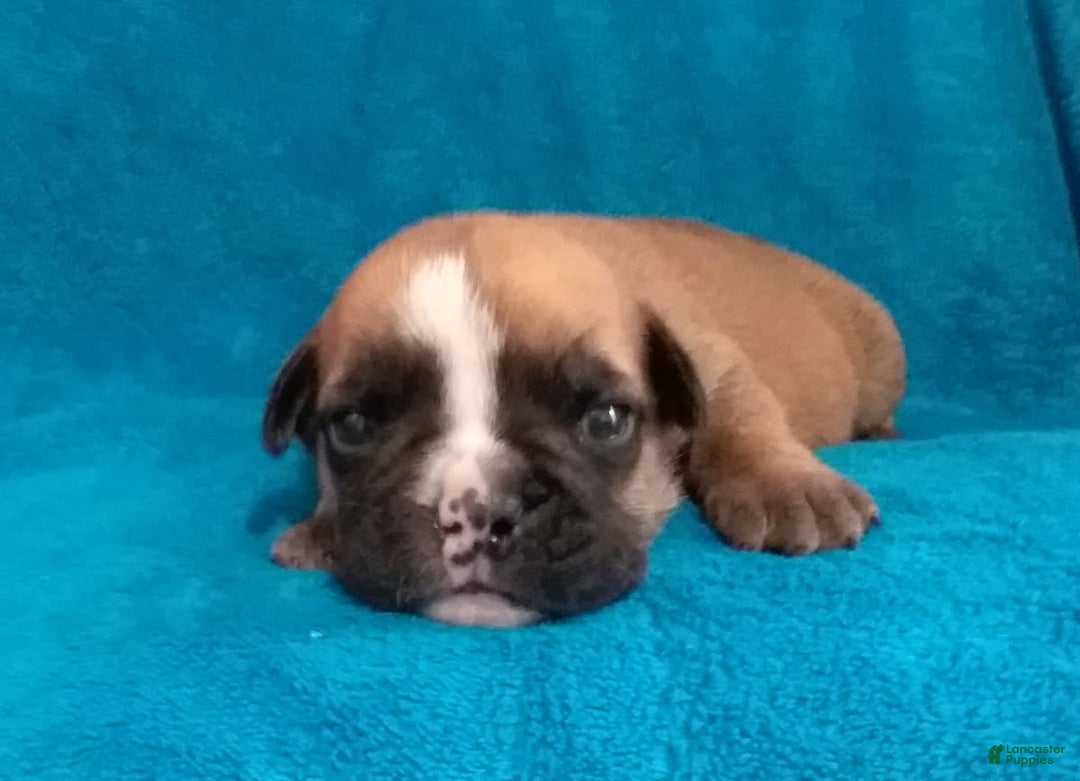 Gallery Image {{count}}