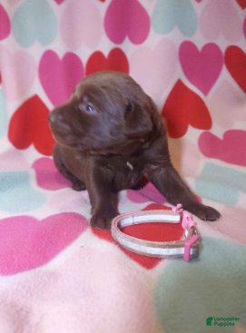 Labrador Retriever dogs Dove - Ad 2