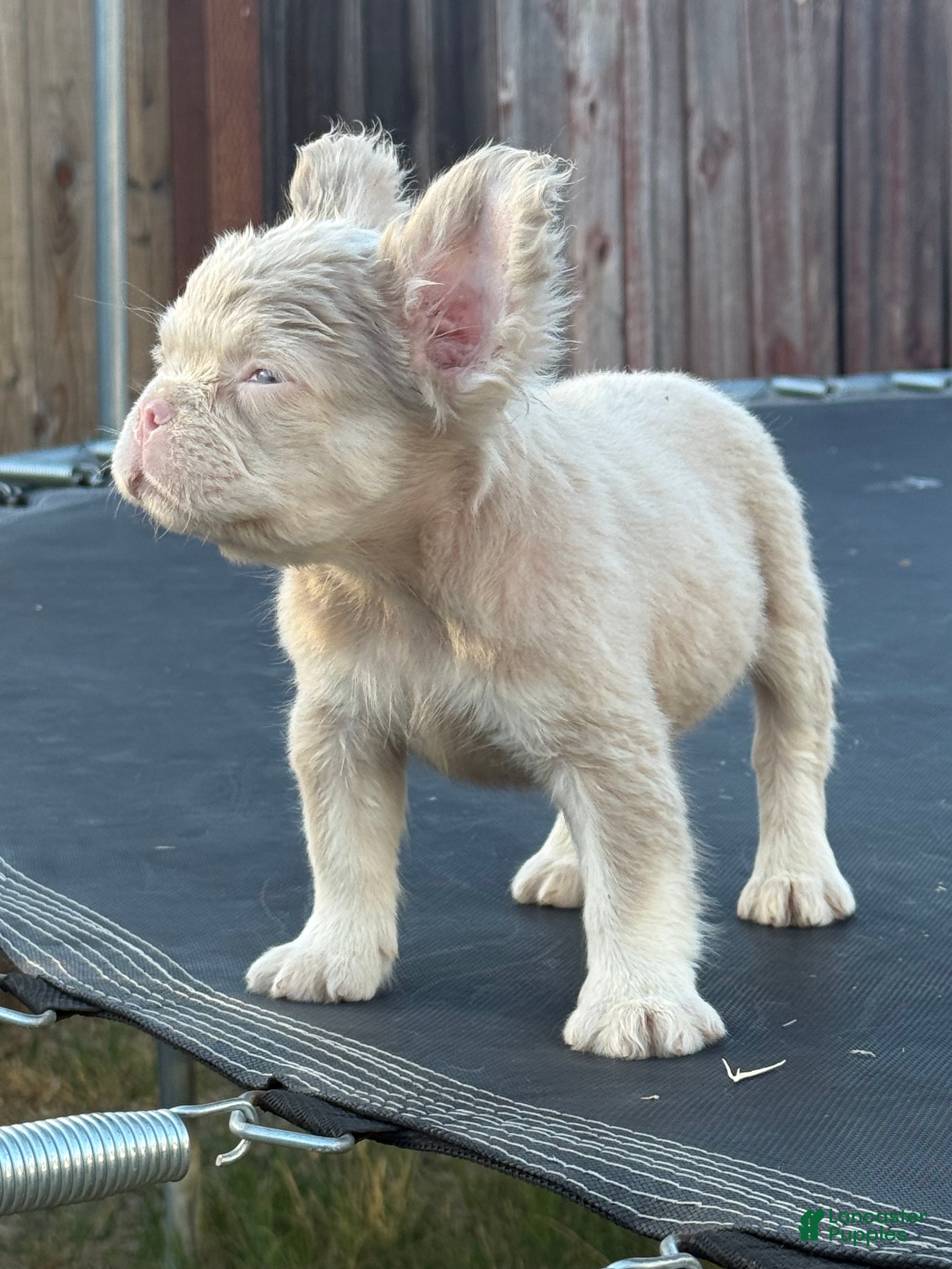 French Bulldog dogs Carlito  - Ad 1