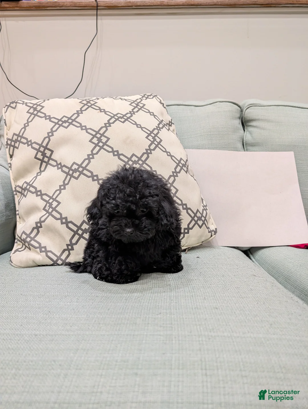Toy Poodle dogs for sale: Bella - Ad 3