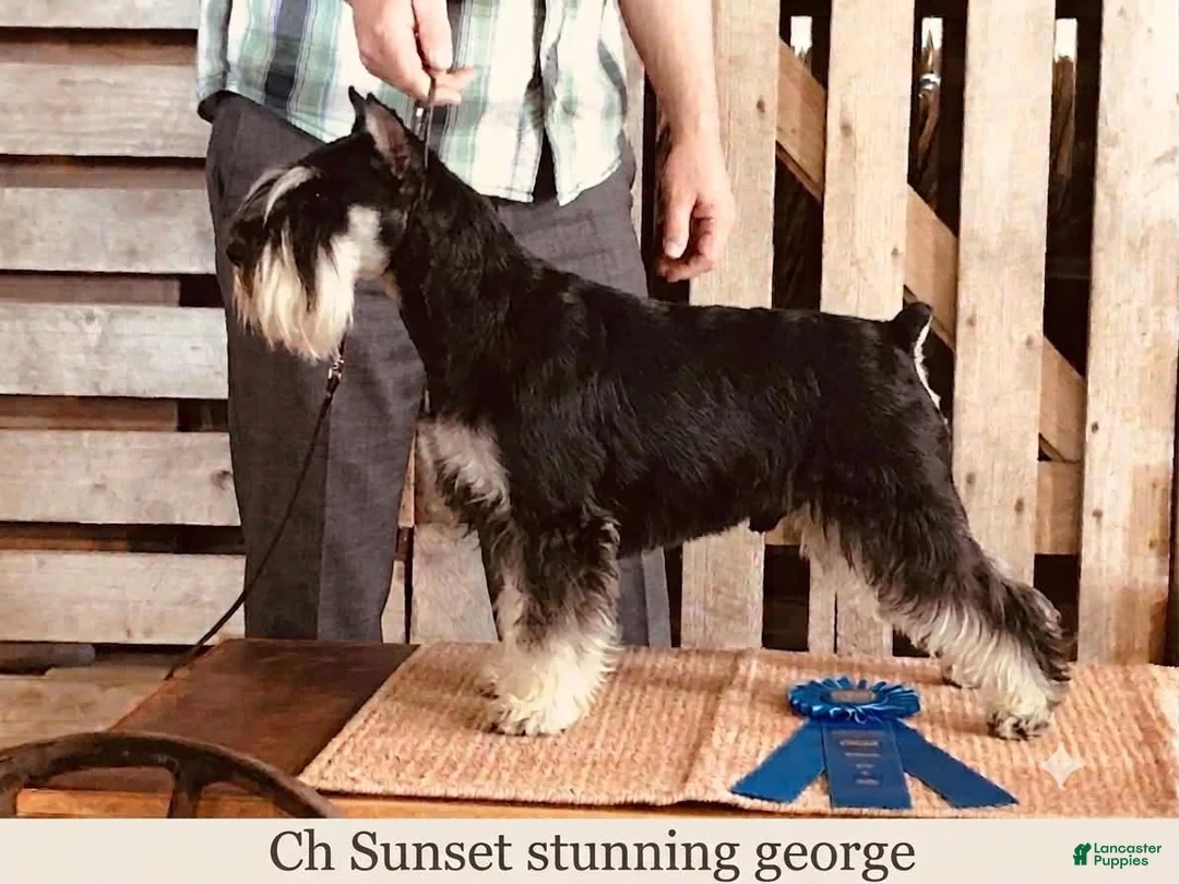 Miniature Schnauzer dogs for sale: Miniature Schnauzer 6 - Ad 2