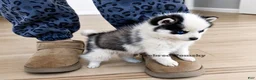Pomsky dogs for sale: Pixie Micro Pomsky - Ad 3