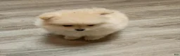 Pomeranian dogs for sale: BEARFACE ALVIN - Ad 7