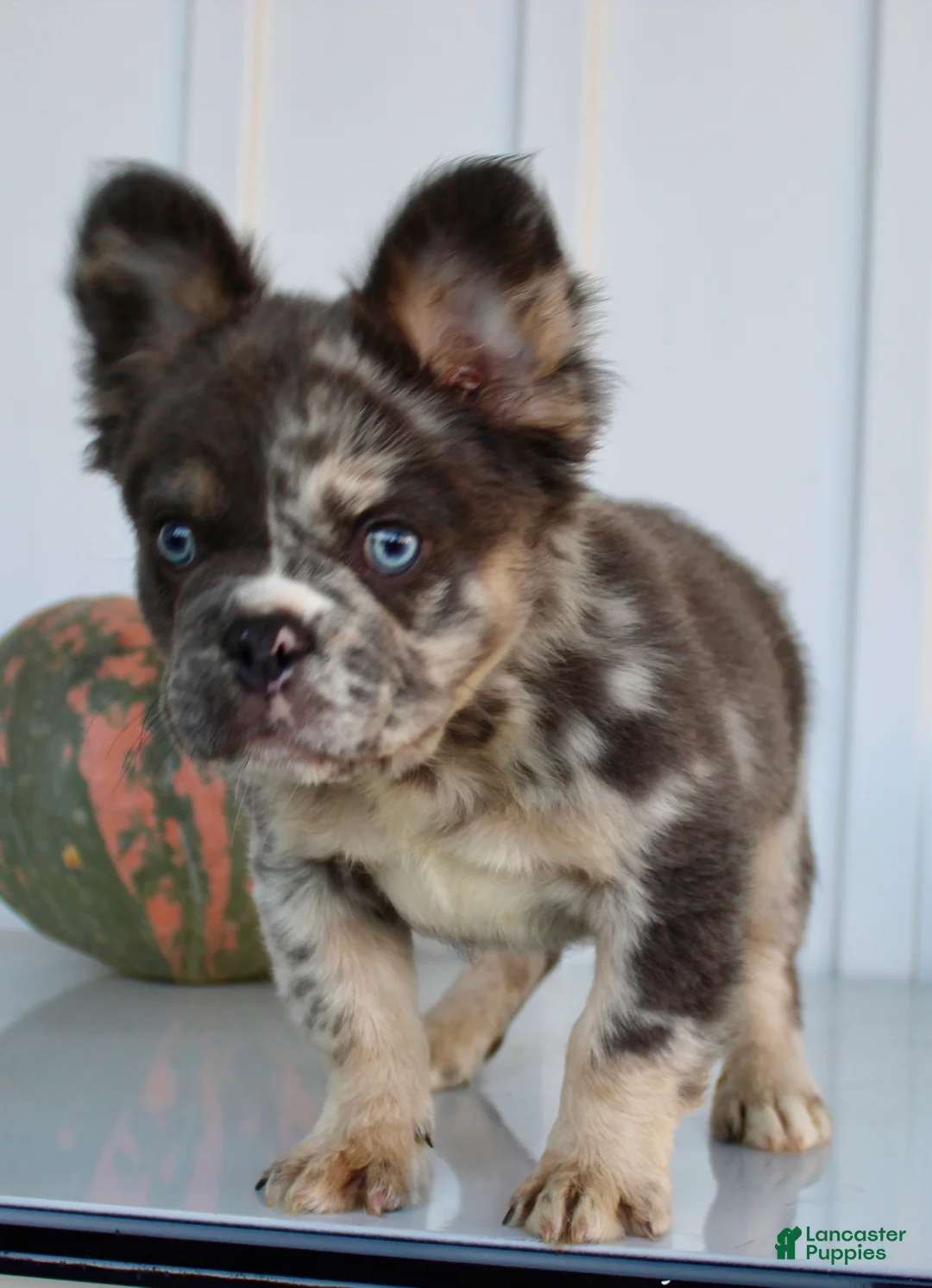 French Bulldog dogs for sale: Dakota Male AKC Fluffy French Bulldog - Ad 2