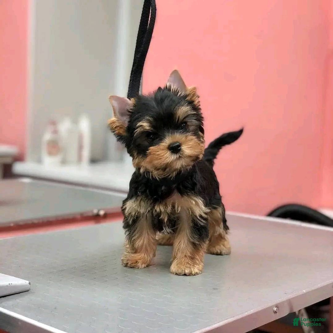 Yorkshire Terrier dogs for sale: Yorkshire Terrier Puppy 1 - Ad 1