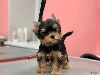 Yorkshire Terrier dogs Yorkshire Terrier Puppy 1 - Ad 5