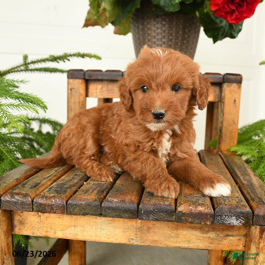 Mini Goldendoodle dogs Huck - Ad 2