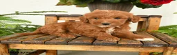 Mini Goldendoodle dogs for sale: Huck - Ad 2