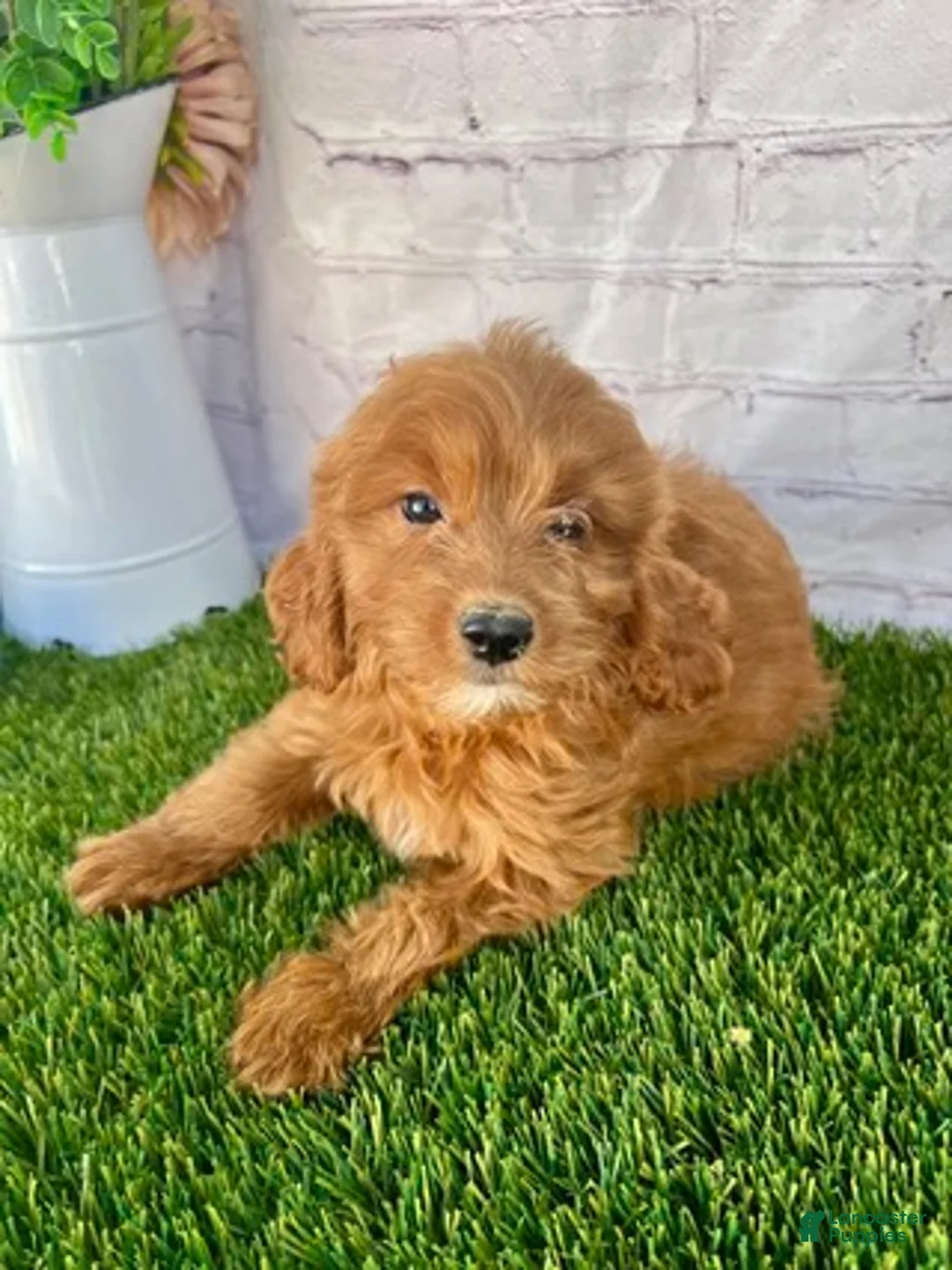 Cavapoo dogs for sale: Callie Cavapoo  - Ad 5