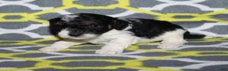 Miniature Poodle dogs for sale: Reserved Harlee’s Bk&W male - Ad 21