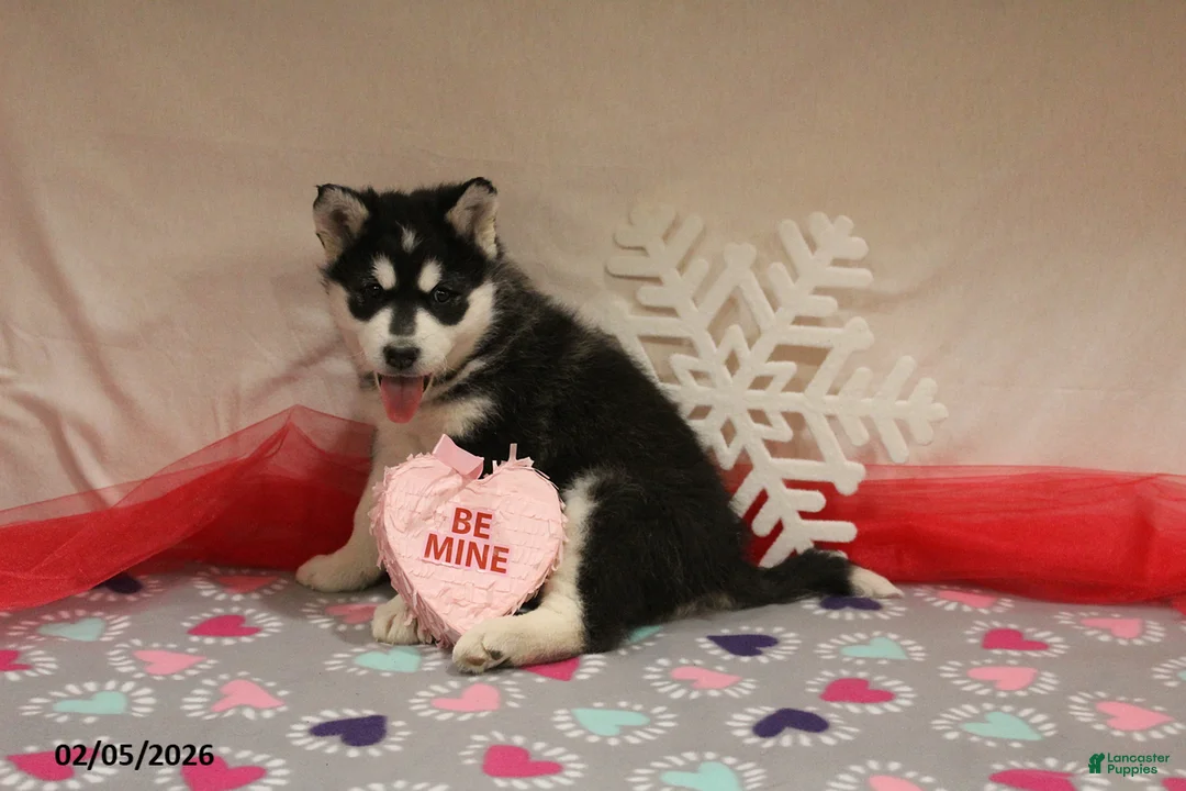 Alaskan Malamute dogs for sale: Shadow - Ad 3