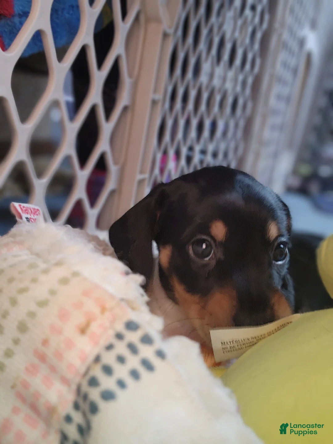 Dachshund dogs for sale: Cypress - Ad 3