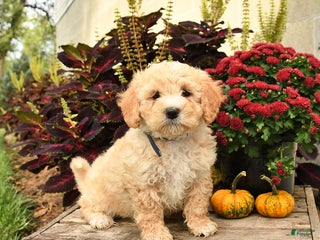 Maltipoo dogs - Ad 21