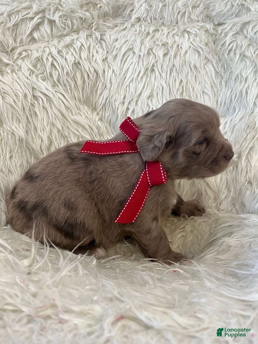 Mixed Breed dogs for sale: Max - Ad 3